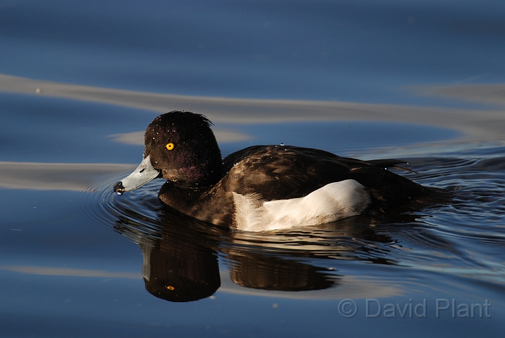 Tufted duck male - D.JPG - Tufted duck male - Welney